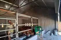 Cân cảnh những căn “biệt thự” cho bò giá 236 triệu đồng ở Nghệ An