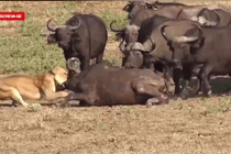 Video: Bị sư tử ghì chặt, trâu rừng được “500 anh em” giúp sức lật ngược thế cờ
