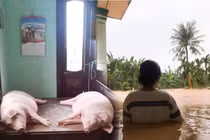 Những hình ảnh nhói lòng trong đợt mưa lũ miền Trung
