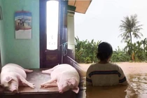 Những hình ảnh nhói lòng trong đợt mưa lũ miền Trung