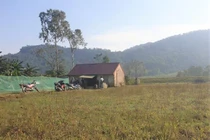 Đánh con dâu, cháu nguy kịch: Án nào cho bố chồng?