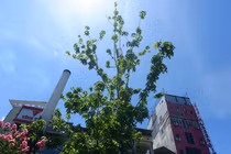 Phong lá đỏ bỗng trổ lá xanh tươi giữa cái nóng gần 40 độ C ở Hà Nội