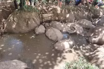 Dân hoang mang vì hàng chục con trâu bỗng dưng lăn đùng ra chết