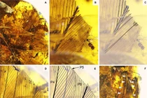Kinh ngạc trước viên đá quý chứa sinh vật không đầu 99 triệu tuổi
