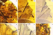 Kinh ngạc trước viên đá quý chứa sinh vật không đầu 99 triệu tuổi