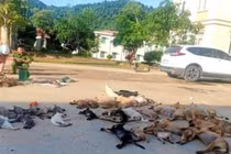 Cặp đôi “mèo mả gà đồng” dùng chất độc Cyanua đánh bả 500kg chó mèo khai gì?