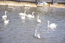 Ngắm 130 con thiên nga vừa được thả xuống sông Tam Bạc - Hải Phòng
