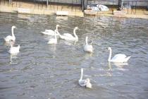 Ngắm 130 con thiên nga vừa được thả xuống sông Tam Bạc - Hải Phòng