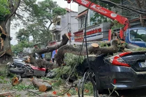 Cơn dông quật cây phượng cổ thụ ở Hải Phòng đổ trúng nhiều xe máy, ô tô