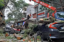 Cơn dông quật cây phượng cổ thụ ở Hải Phòng đổ trúng nhiều xe máy, ô tô