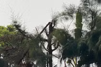 Học sinh bị điều đi cắt tỉa cây tử vong: Đề nghị kỷ luật Hiệu trưởng cùng cấp phó