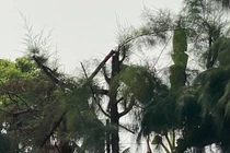 Học sinh bị điều đi cắt tỉa cây tử vong: Đề nghị kỷ luật Hiệu trưởng cùng cấp phó