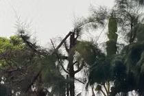 Học sinh Hải Dương tỉa cây bị điện giật tử vong: Trường điều đi lao động..."bằng miệng"