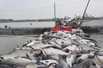 Hải Dương: Hơn trăm tấn cá lồng chết bất thường nổi trắng sông Thái Bình