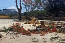 Phượng lại bật gốc: Chặt hay “mặc áo giáp sắt” cho cây?