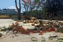 Phượng lại bật gốc: Chặt hay “mặc áo giáp sắt” cho cây?