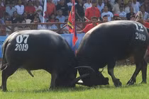 Hải Phòng: Dừng lễ hội chọi trâu Đồ Sơn vì dịch COVID-19