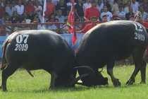 Hải Phòng: Dừng lễ hội chọi trâu Đồ Sơn vì dịch COVID-19