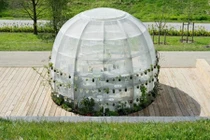 Ngộ nghĩnh nhà quả bóng thủy tinh trồng dược liệu 