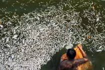 Thủ tướng yêu cầu điều tra nguyên nhân cá hồ Tây chết