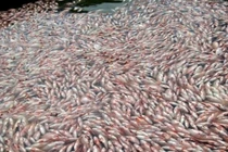 Kon Tum giải thích việc cá chết bất thường ở hồ thủy điện Pleikrông