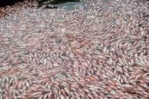 Kon Tum giải thích việc cá chết bất thường ở hồ thủy điện Pleikrông