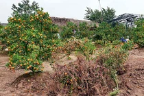 Quất Tết chết khô, chất đống bên đường Hà Nội