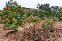 Quất Tết chết khô, chất đống bên đường Hà Nội