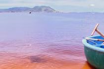 Phú Yên công bố nguyên nhân tôm hùm chết hàng loạt