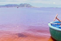 Phú Yên công bố nguyên nhân tôm hùm chết hàng loạt