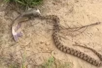 Kinh ngạc bắt được cá và rắn “dính chặt” không rời