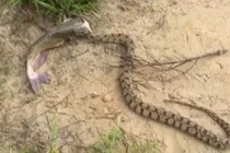 Kinh ngạc bắt được cá và rắn “dính chặt” không rời