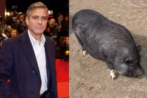 Người nổi tiếng và thú cưng có 1-0-2