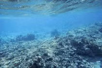 Người TQ săn trai khổng lồ, tàn phá Biển Đông thế nào?