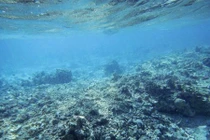 Người TQ săn trai khổng lồ, tàn phá Biển Đông thế nào?