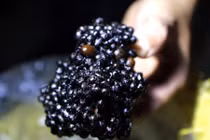 Kinh hoàng cà phê “độn” đậu nành, phụ gia và nước mắm