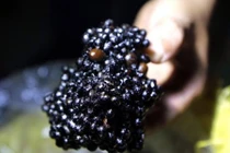 Kinh hoàng cà phê “độn” đậu nành, phụ gia và nước mắm