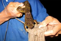 Xem cảnh dân miền Tây săn ếch cực điệu nghệ