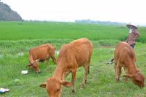 Thương lái Trung Quốc tung tin đồn giá trâu, bò giảm?