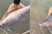 Những chuyện kỳ bí quanh việc bắt cá ‘khủng’ lòng hồ Núi Cốc