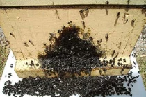 Chiến lược quân sự “khôn như người” của côn trùng