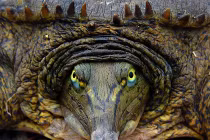 Điểm mặt những loài rùa không giống ai nhất (1)