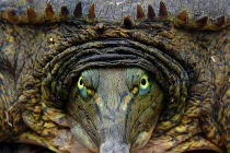 Điểm mặt những loài rùa không giống ai nhất (1)