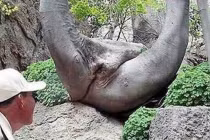 Điểm danh những thân cây quái đản nhất hành tinh (2)