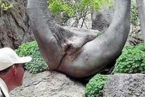 Điểm danh những thân cây quái đản nhất hành tinh (2)