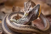 Kinh hoàng xem rắn hỗn chiến (6)