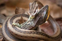 Kinh hoàng xem rắn hỗn chiến (6)