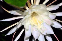 7 loài hoa đắt giá nhất hành tinh