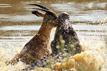 Khiếp đảm xem linh dương sa chân vào cửa tử