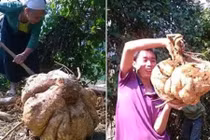 “Sôi sục” đào được củ đậu khổng lồ ở Hòa Bình 